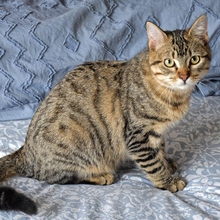 TALLO, Katze, Europäisch Kurzhaar in Spanien - Bild 2