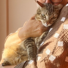 TALLO, Katze, Europäisch Kurzhaar in Spanien - Bild 3