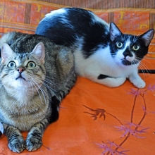 TALLO, Katze, Europäisch Kurzhaar in Spanien - Bild 4