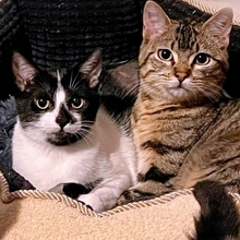 TALLO, Katze, Europäisch Kurzhaar in Spanien - Bild 5
