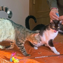 TALLO, Katze, Europäisch Kurzhaar in Spanien - Bild 6