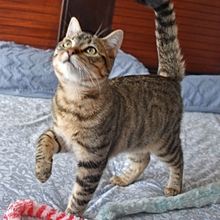 TALLO, Katze, Europäisch Kurzhaar in Spanien - Bild 7
