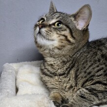 HOKU, Katze, Europäisch Kurzhaar in Bulgarien - Bild 10