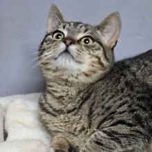 HOKU, Katze, Europäisch Kurzhaar in Bulgarien - Bild 2