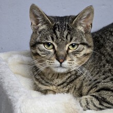 HOKU, Katze, Europäisch Kurzhaar in Bulgarien - Bild 3