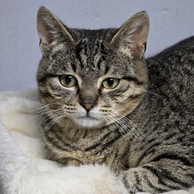 HOKU, Katze, Europäisch Kurzhaar in Bulgarien - Bild 4