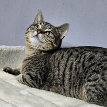 HOKU, Katze, Europäisch Kurzhaar in Bulgarien - Bild 5