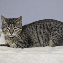 HOKU, Katze, Europäisch Kurzhaar in Bulgarien - Bild 6