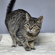 HOKU, Katze, Europäisch Kurzhaar in Bulgarien - Bild 7