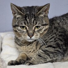 HOKU, Katze, Europäisch Kurzhaar in Bulgarien - Bild 8