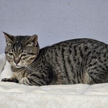 HOKU, Katze, Europäisch Kurzhaar in Bulgarien - Bild 9
