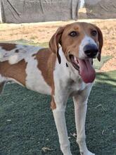 GRETEL, Hund, Mischlingshund in Spanien - Bild 1