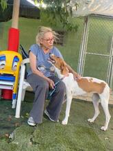 GRETEL, Hund, Mischlingshund in Spanien - Bild 10