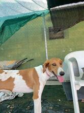 GRETEL, Hund, Mischlingshund in Spanien - Bild 11