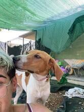 GRETEL, Hund, Mischlingshund in Spanien - Bild 12
