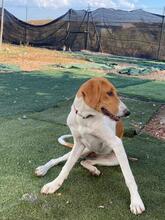 GRETEL, Hund, Mischlingshund in Spanien - Bild 13