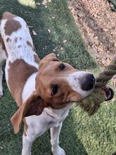 GRETEL, Hund, Mischlingshund in Spanien - Bild 2