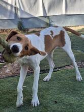 GRETEL, Hund, Mischlingshund in Spanien - Bild 3