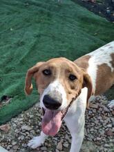 GRETEL, Hund, Mischlingshund in Spanien - Bild 4