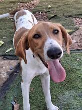 GRETEL, Hund, Mischlingshund in Spanien - Bild 5
