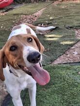 GRETEL, Hund, Mischlingshund in Spanien - Bild 6