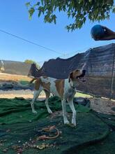 GRETEL, Hund, Mischlingshund in Spanien - Bild 7