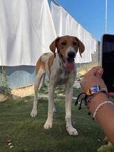 GRETEL, Hund, Mischlingshund in Spanien - Bild 8