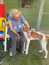 GRETEL, Hund, Mischlingshund in Spanien - Bild 9