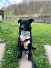 CHRIS, Hund, Mischlingshund in Burghaun - Bild 1