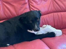 CHRIS, Hund, Mischlingshund in Burghaun - Bild 2