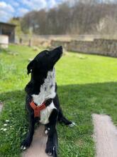 CHRIS, Hund, Mischlingshund in Burghaun - Bild 4