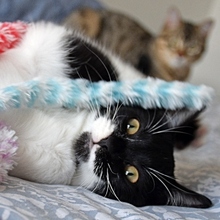 RAMA, Katze, Europäisch Kurzhaar in Spanien - Bild 1