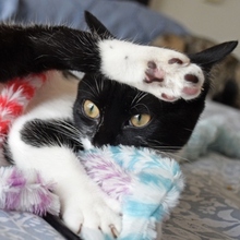 RAMA, Katze, Europäisch Kurzhaar in Spanien - Bild 2