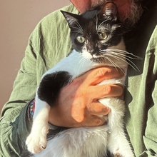 RAMA, Katze, Europäisch Kurzhaar in Spanien - Bild 3