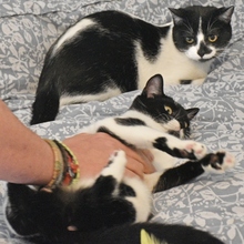 RAMA, Katze, Europäisch Kurzhaar in Spanien - Bild 4