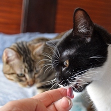 RAMA, Katze, Europäisch Kurzhaar in Spanien - Bild 5