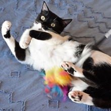 RAMA, Katze, Europäisch Kurzhaar in Spanien - Bild 6