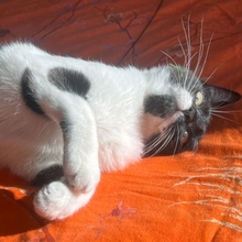 RAMA, Katze, Europäisch Kurzhaar in Spanien - Bild 7