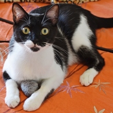 RAMA, Katze, Europäisch Kurzhaar in Spanien - Bild 8