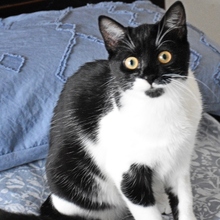 RAMA, Katze, Europäisch Kurzhaar in Spanien - Bild 9