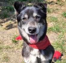 BRIE, Hund, Mischlingshund in Rumänien - Bild 2