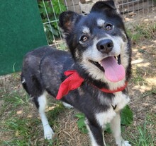 BRIE, Hund, Mischlingshund in Rumänien - Bild 3