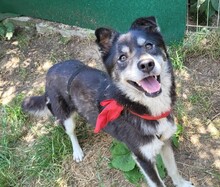 BRIE, Hund, Mischlingshund in Rumänien - Bild 5