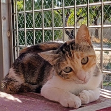 LINAZA, Katze, Europäisch Kurzhaar in Spanien - Bild 1