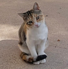 LINAZA, Katze, Europäisch Kurzhaar in Spanien - Bild 2