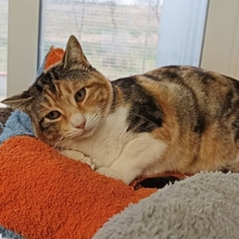 LINAZA, Katze, Europäisch Kurzhaar in Spanien - Bild 3