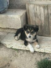 CHIP, Hund, Mischlingshund in Rumänien - Bild 1