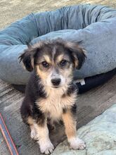 CHIP, Hund, Mischlingshund in Rumänien - Bild 2