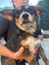 YUSHA, Hund, Mischlingshund in Rumänien - Bild 2