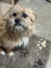 ALLIE, Hund, Mischlingshund in Rumänien - Bild 3